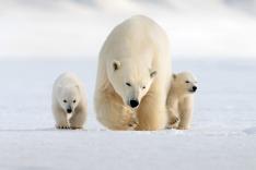 Le grand voyage des ours blancs