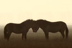 Sauvages chevaux de la Puszta : Au coeur des steppes hongroises