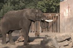 Het echte leven in de dierentuin