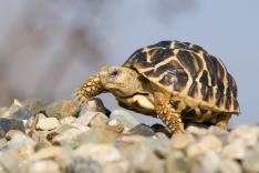 Le trafic des tortues