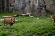 Une saison au zoo