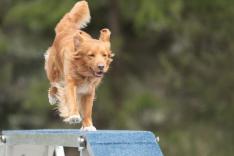 The Pet Show