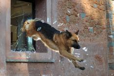 Rex, chien flic