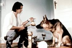 Rex, chien flic