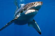 Au plus près des requins