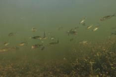 Wildernis onder water