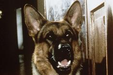 Rex, chien flic
