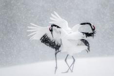 Vincent Munier, éternel émerveillé