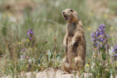 La dynastie des chiens de prairie