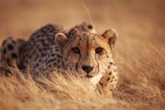 Refuges pour animaux sauvages