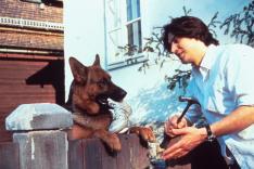 Rex, chien flic