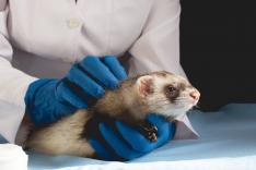 Dierendokter in het wild