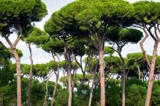 Jardins XXL