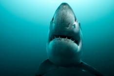 Sur la piste des requins : une exploration océanique