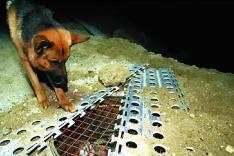 Rex, chien flic