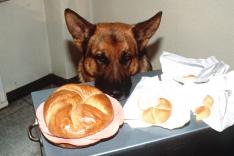 Rex, chien flic