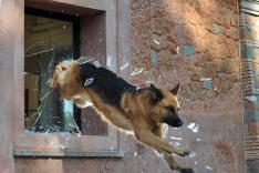 Rex, chien flic