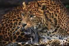 Guyane, vivre avec le jaguar