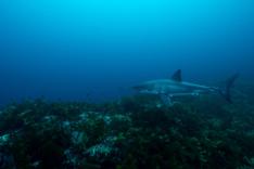 Sur la piste des requins : une exploration océanique