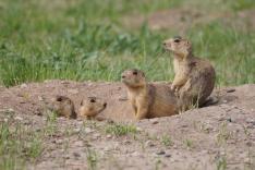 La dynastie des chiens de prairie