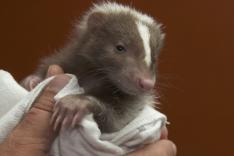 La clinique des animaux exotiques