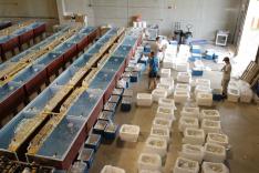 Les rois des aquariums