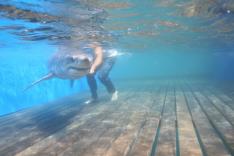Les rois des aquariums