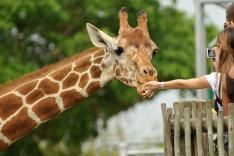 Une saison au zoo