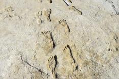 Empreintes des White Sands : sur les traces des premiers Américains
