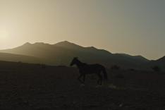 Pourquoi as-tu laissé le cheval à sa solitude ?