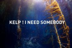 Kelp, I need somebody !