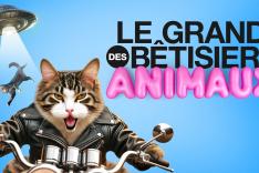 Le grand bêtisier des animaux