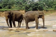 Destination Wild : Les secrets de l'Asie