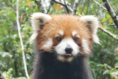 Destination Wild : Les merveilles de la Chine