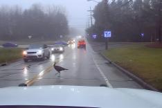 Caught on Dashcam