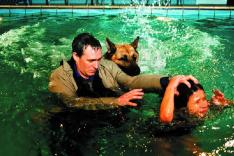 Rex, chien flic