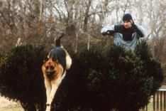 Rex, chien flic