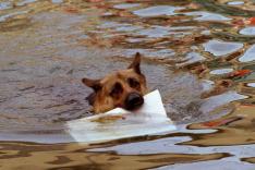 Rex, chien flic