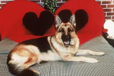 Rex, chien flic