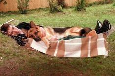 Rex, chien flic