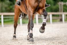 Equitation : Saut d'obstacles international Paris