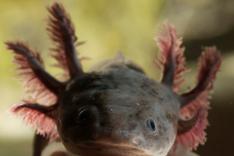 Les outsiders du monde animal
