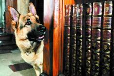 Rex, chien flic