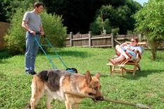 Rex, chien flic