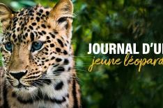 Journal d'un jeune léopard