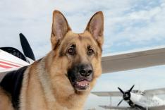 Rex, chien flic