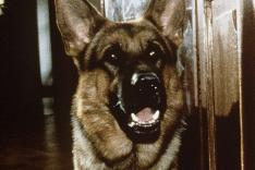Rex, chien flic