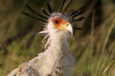 Les zarbis : drôles de têtes