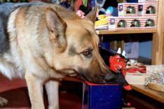 Rex, chien flic