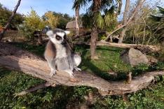 Le PAL en Auvergne : les recettes du succès, entre zoo et parc d'attractions